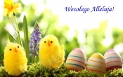 wielkanoc_1920x1200_100_kurczaczki__pisanki__kwiaty